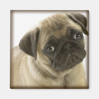 Íman Pug Magnet