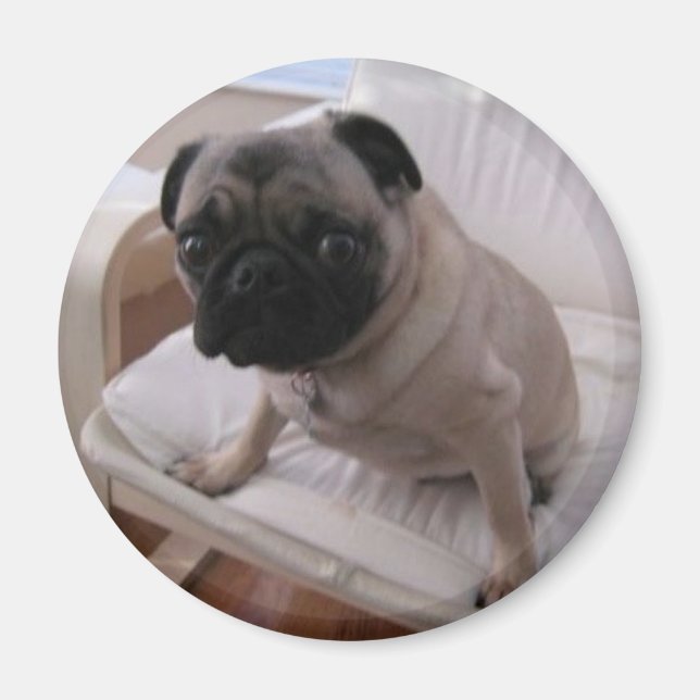 Íman Pug Magnet Machi (Frente)