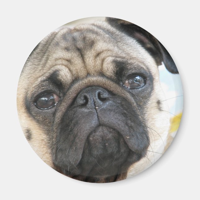 Íman Pug Me (Frente)