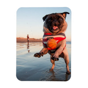 Íman Pug Playing Ball on Beach