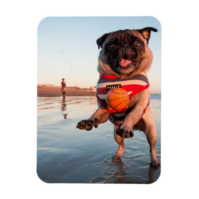 Íman Pug Plays Ball on Beach (Vertical)