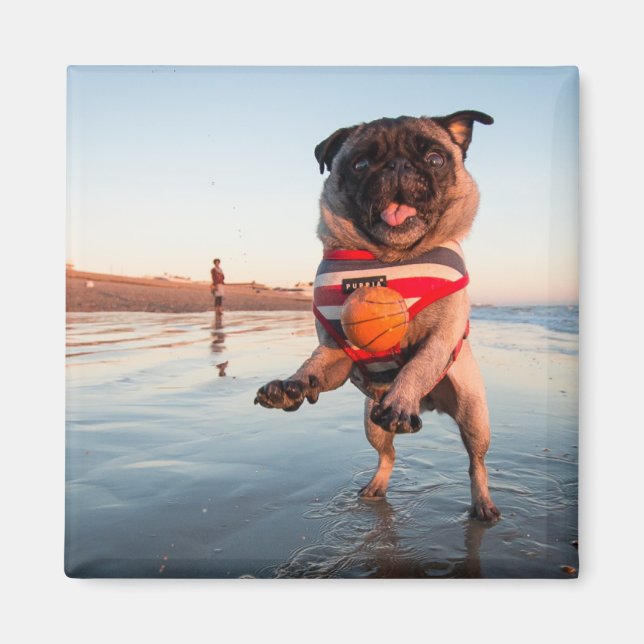 Íman Pug Plays Ball on Beach (Frente)