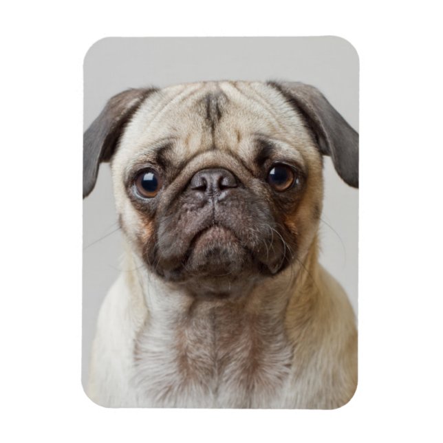 Íman Pug Portrait (Vertical)