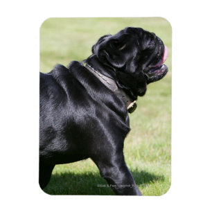 Íman Pug preto que arfa ao andar