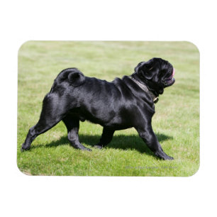 Íman Pug preto que arfa ao andar