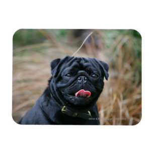 Íman Pug preto que arfa ao olhar a câmera