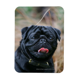 Íman Pug preto que arfa ao olhar a câmera