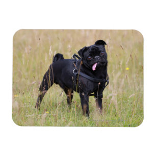 Íman Pug preto que cola para fora Tounge