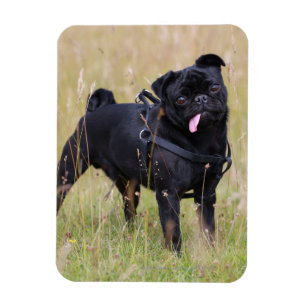 Íman Pug preto que cola para fora Tounge