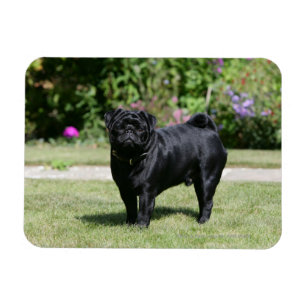 Íman Pug preto que está de vista a câmera