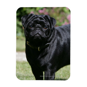 Íman Pug preto que está de vista a câmera