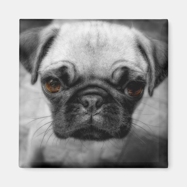 Íman Pug Pup (Frente)