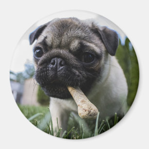 Íman Pug Puppy