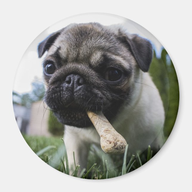 Íman Pug Puppy (Frente)