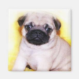 Íman Pug Puppy imã