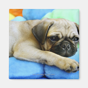Íman Pug que coloca em travesseiros