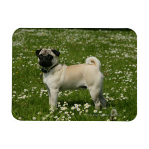 Íman Pug que joga nas flores