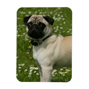 Íman Pug que joga nas flores