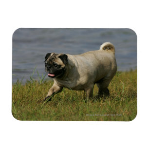Íman Pug que joga perto da água