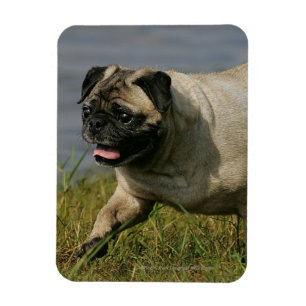 Íman Pug que joga perto da água