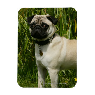 Íman Pug que olha a câmera
