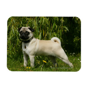 Íman Pug que olha a câmera