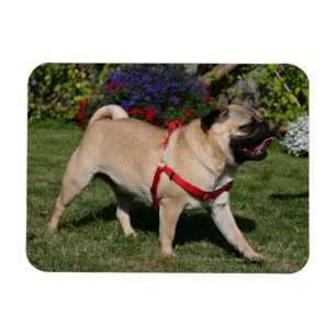 Íman Pug que veste o chicote de fios vermelho