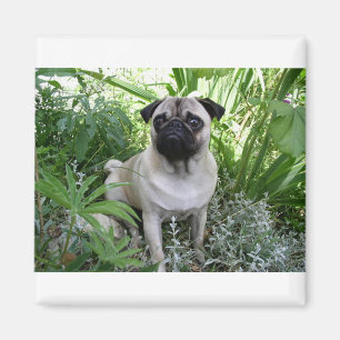 Íman pug sentado
