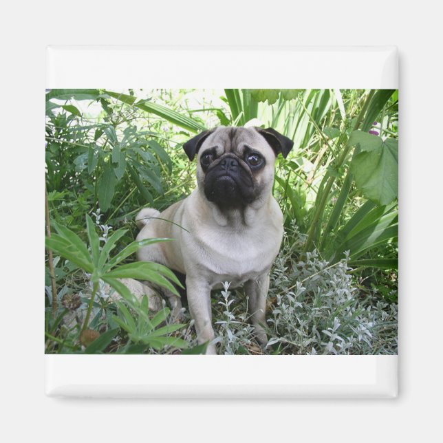 Íman pug sentado (Frente)