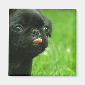 Íman Pug Square Magnet