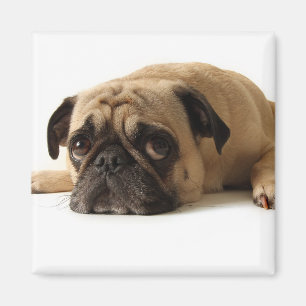 Íman Pug Triste