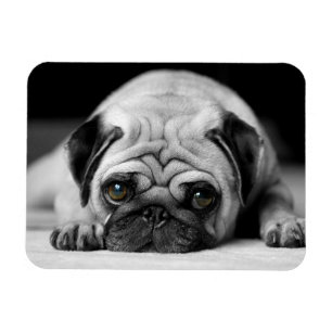 Íman Pug triste