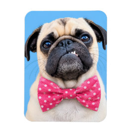 Íman Pug Usando Laço Rosa