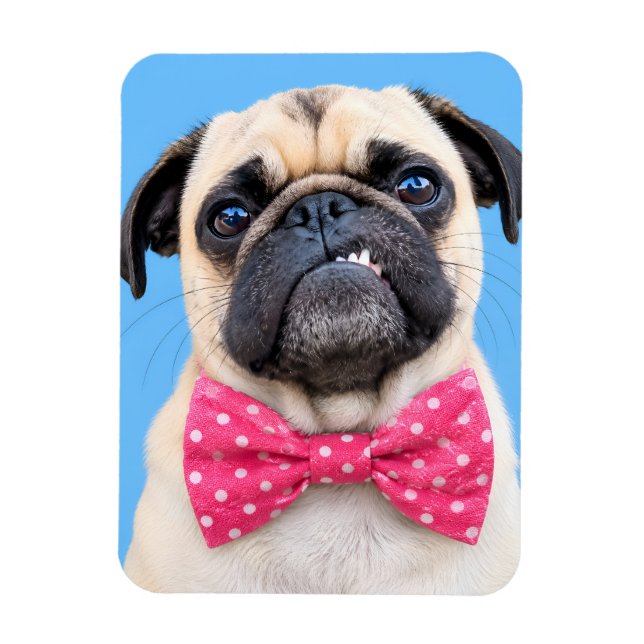 Íman Pug Usando Laço Rosa (Vertical)