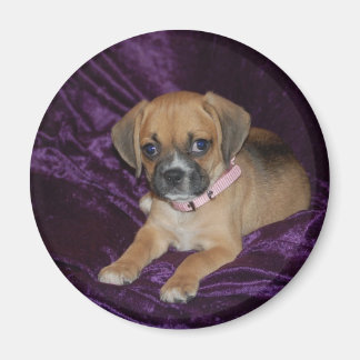 Íman Puggle Love