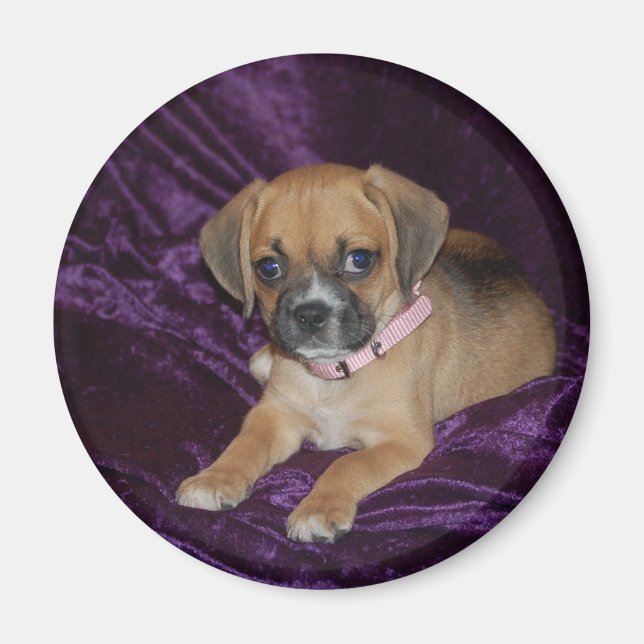 Íman Puggle Love (Frente)