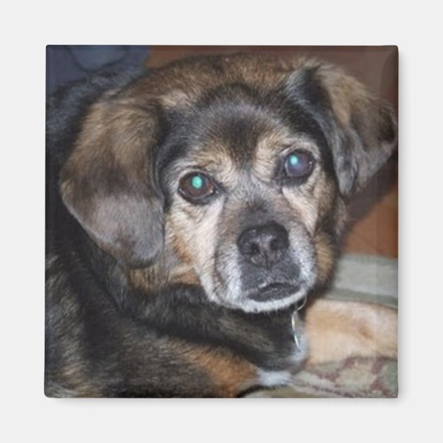 Íman Puggle Magnet (Frente)