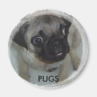 Íman Pugs magnet