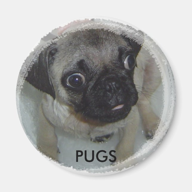 Íman Pugs magnet (Frente)