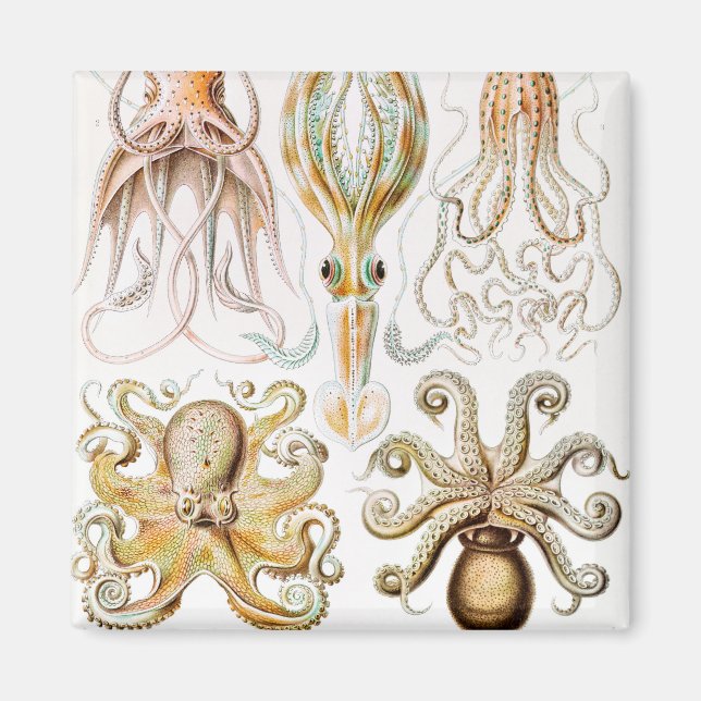 Íman Pula de Octopus, Gamochonia por Ernst Haeckel (Frente)