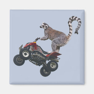 Íman Pulando o ímã do Lemur