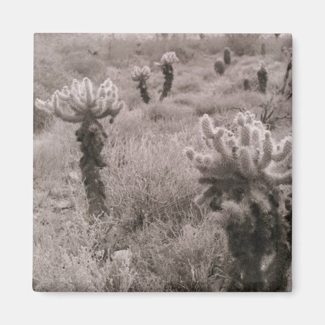 Íman Pulando o Magnet do Refrigerador do Deserto Cholla (Frente)