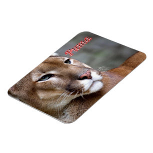 Íman Puma argentino -
