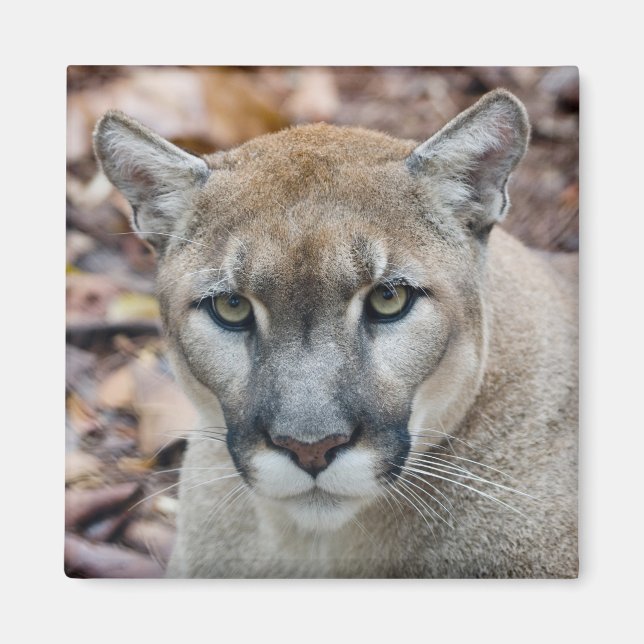 Íman Puma, leão-da-montanha, pantera-da-flórida, Puma (Frente)