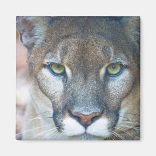 Íman Puma, leão-da-montanha, pantera-da-flórida, Puma