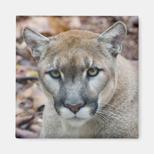 Íman Puma, leão de montanha, pantera de Florida, puma