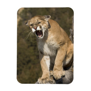 Íman Puma ou leão-da-montanha, puma concolor, Cativeiro