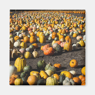 Íman Pumkins