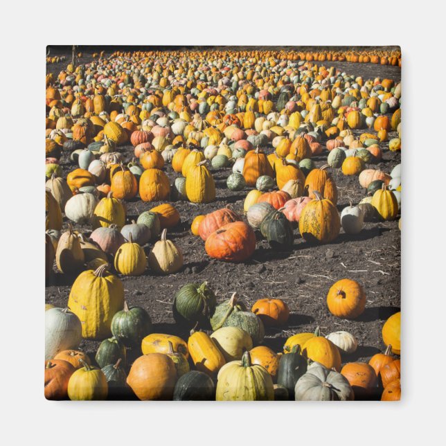 Íman Pumkins (Frente)