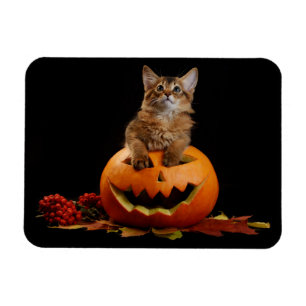 Íman Pumpkin Assustado Do Halloween E Kitten Somali